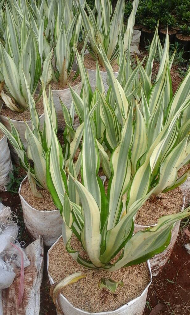 Agave Putih.jpg